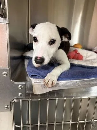 An adult small-sized male Mixed Breed dog named Jolly Rancher for adoption in Westland, MI