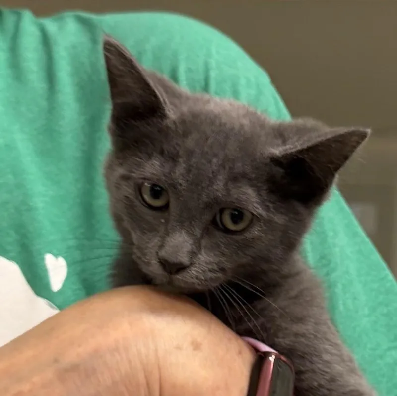 A baby medium-sized female Gray / Blue / Silver Domestic Short Hair cat named Patsy Cline for adoption in Slidell, LA
