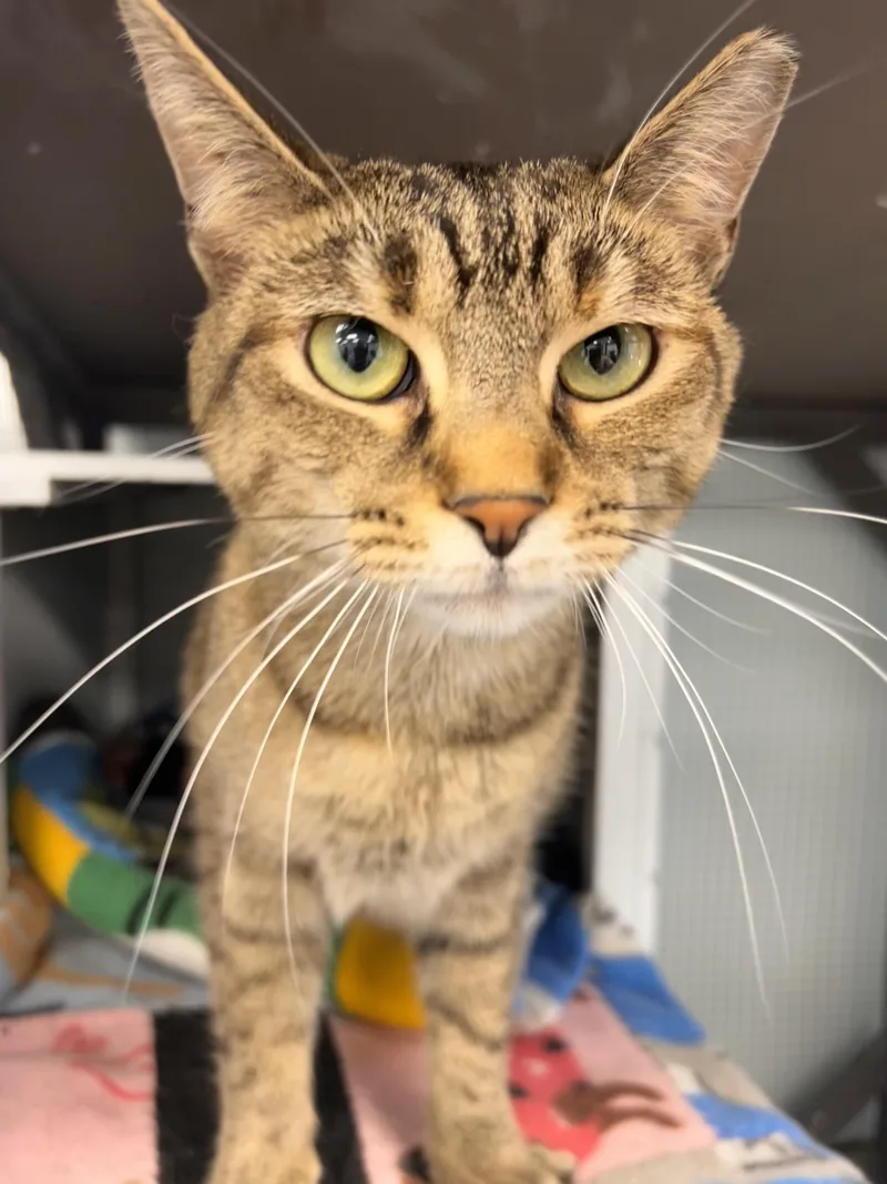 A young medium-sized female Tabby (Brown / Chocolate) Tabby cat named Mocha for adoption in Grand Rapids, MI