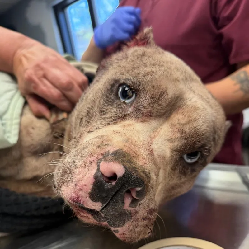 An adult medium-sized female Gray / Blue / Silver Pit Bull Terrier dog named MONTStray for adoption in Perkiomenville, PA