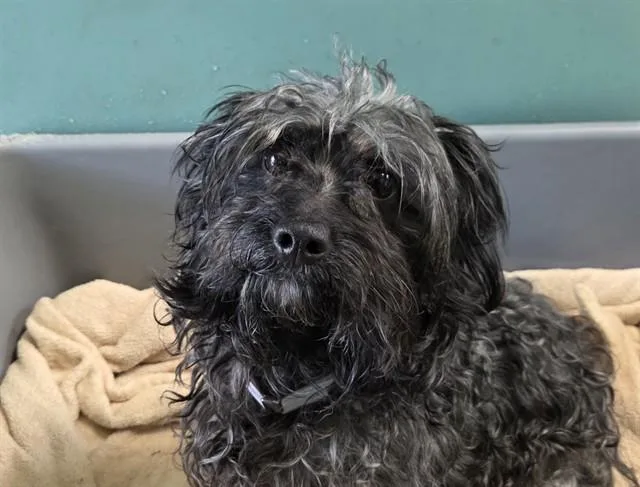 A young small-sized male Black Cairn Terrier dog named Marbles for adoption in San Clemente, CA