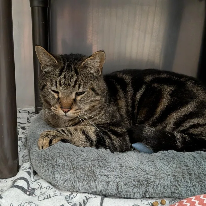 An adult small-sized male Brown / Chocolate Domestic Short Hair cat named Dribbles for adoption in Falls Church, VA