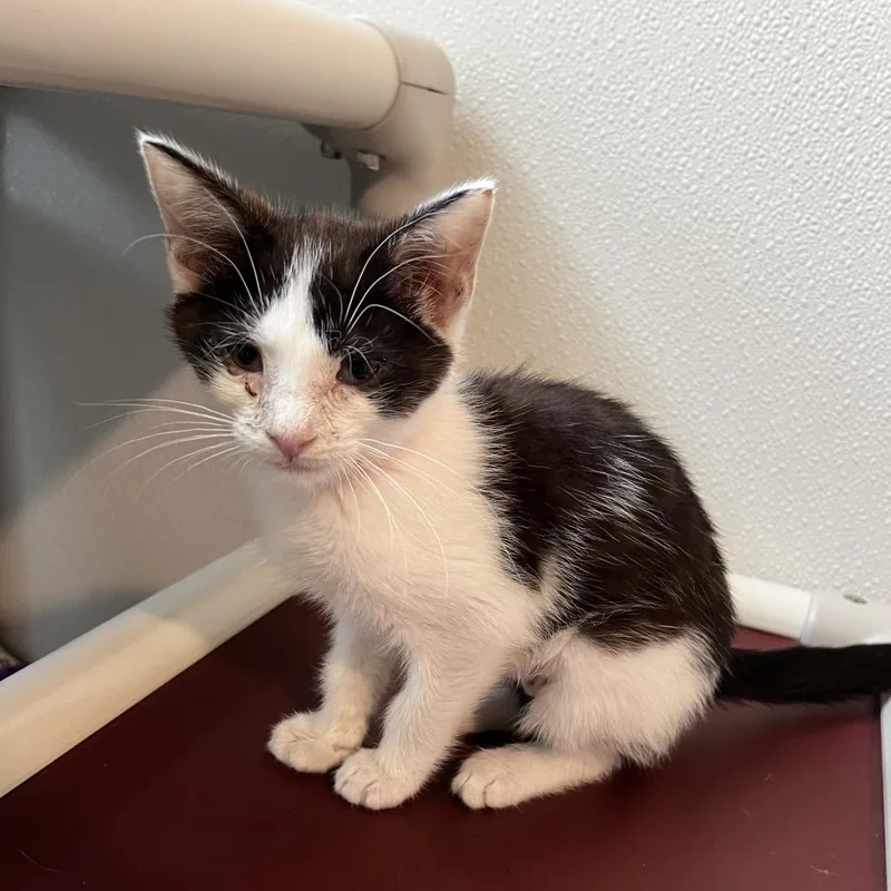 A baby small-sized female White Domestic Short Hair cat named American Girl for adoption in Brighton, MO
