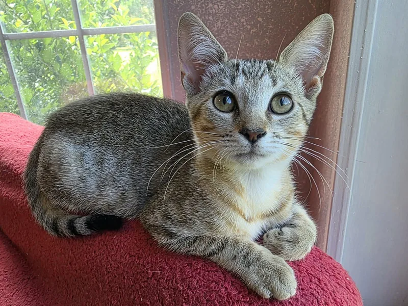 A baby medium-sized female Tabby (Brown / Chocolate) Domestic Short Hair cat named Tina for adoption in SEVILLE, FL