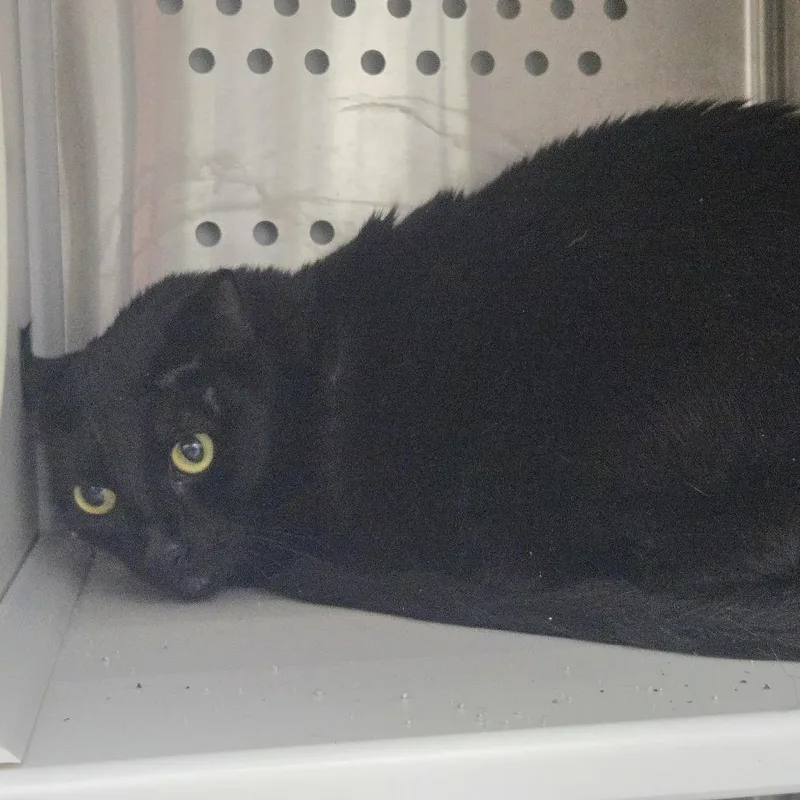 An adult large-sized female Black Domestic Short Hair cat named Luna for adoption in Lake Panasoffkee, FL