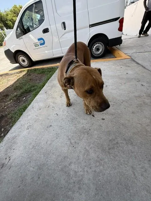 An adult large-sized female Labrador Retriever dog named Nina for adoption in Miami, FL
