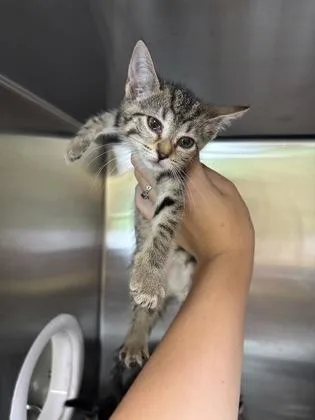 A baby small-sized female Domestic Short Hair cat named Makita for adoption in Independence, MO