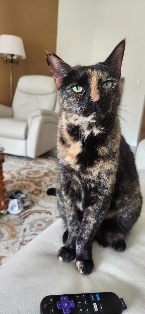 An adult large-sized female Domestic Short Hair cat named Lucy for adoption in Sebastian, FL