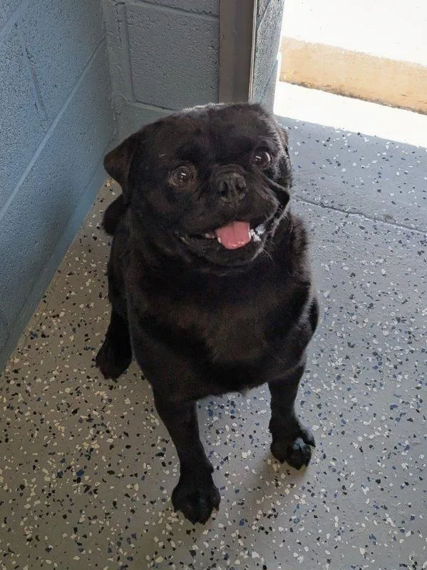 A young small-sized male Black Pug dog named Doug for adoption in Benson, AZ