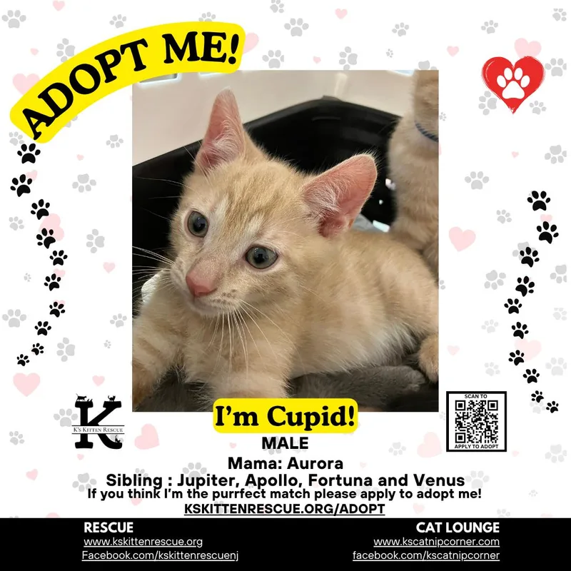 A baby medium-sized male Buff & White Domestic Short Hair cat named Cupid for adoption in Brick, NJ