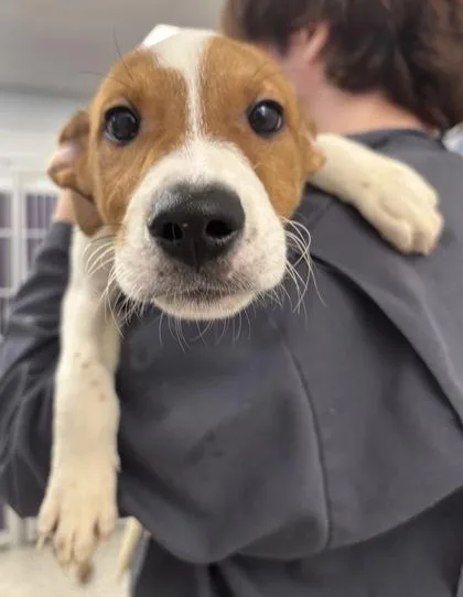 A baby medium-sized male Australian Shepherd dog named Carl for adoption in East Brookfield, MA