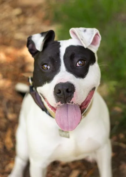 A young medium-sized male Black Mixed Breed dog named Pepper Jack for adoption in Hamilton, OH