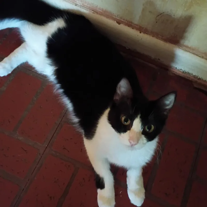 Sweet Girl thumbnail 2