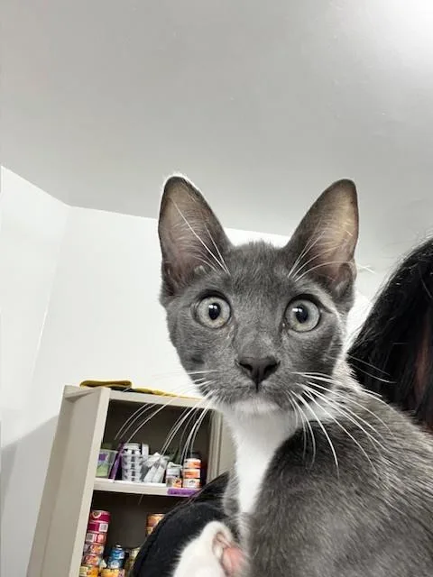 A baby small-sized male Gray & White Domestic Short Hair cat named Mcleod for adoption in Anoka, MN