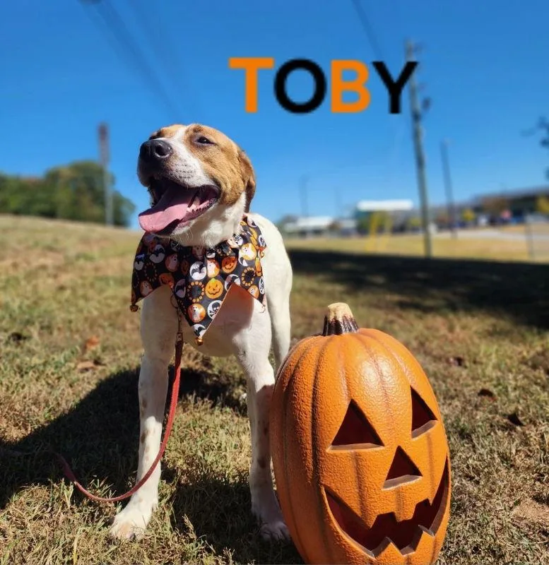 Toby  Cchs thumbnail 2