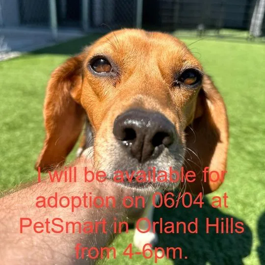 An adult small-sized female Yellow / Tan / Blond / Fawn Beagle dog named Dobie for adoption in Matteson, IL