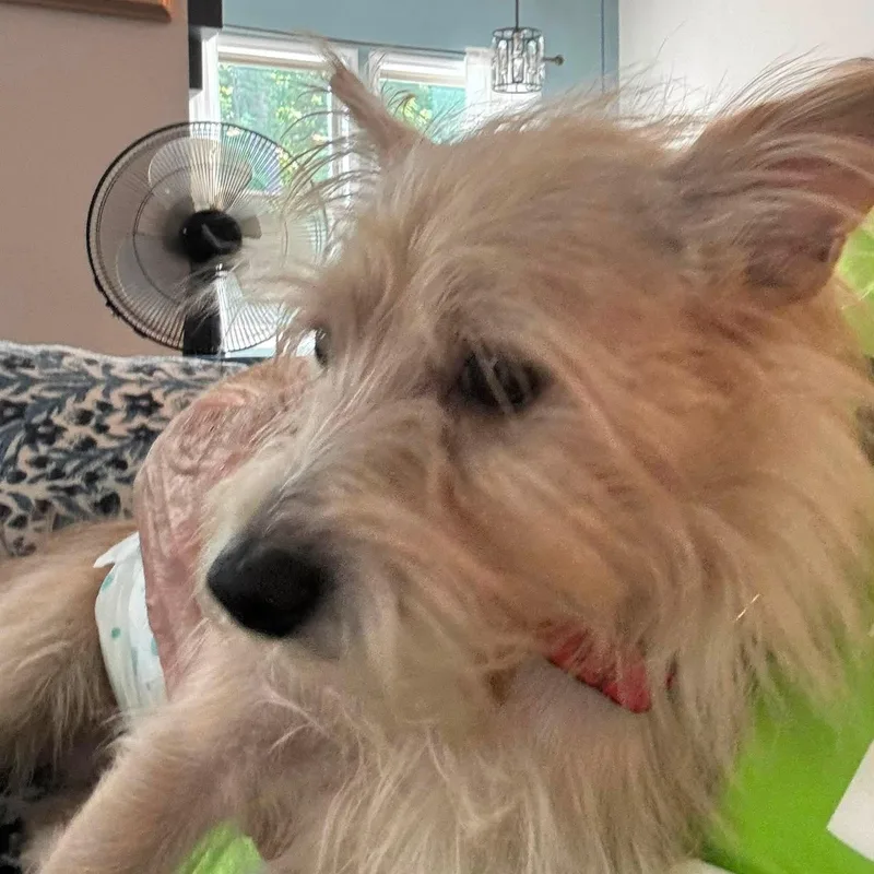 A young small-sized male Yellow / Tan / Blond / Fawn Terrier dog named Charlie for adoption in Charlotte, NC