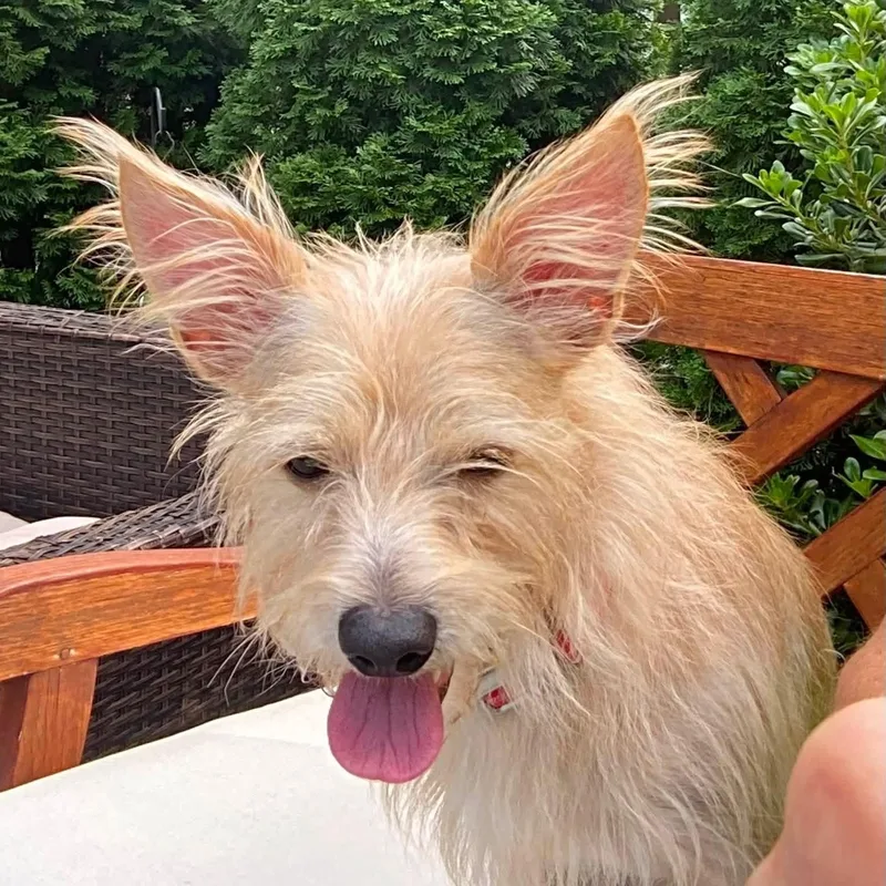 Charlie thumbnail 3