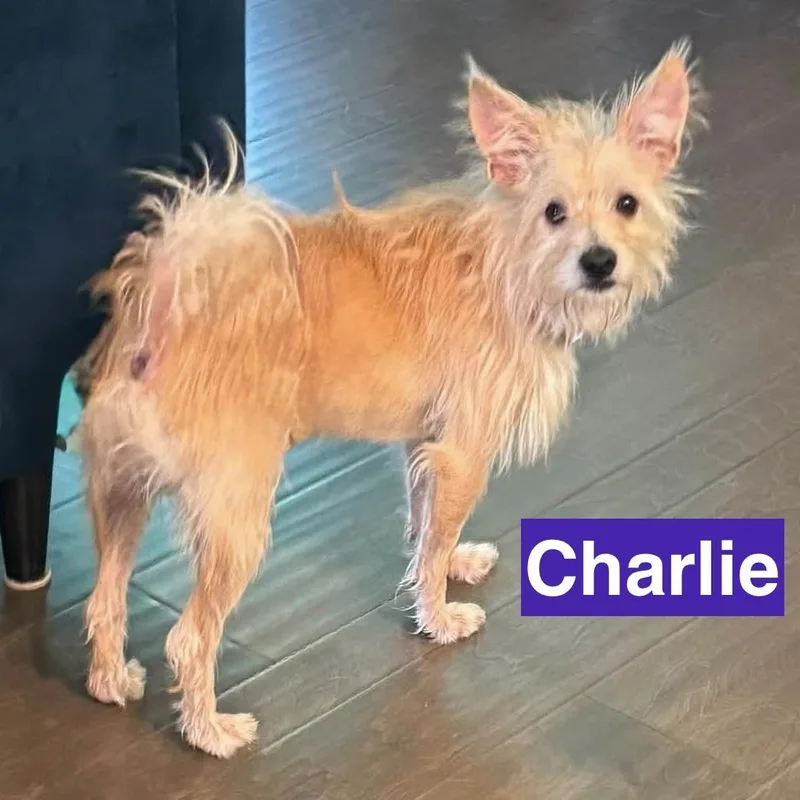 Charlie thumbnail 4