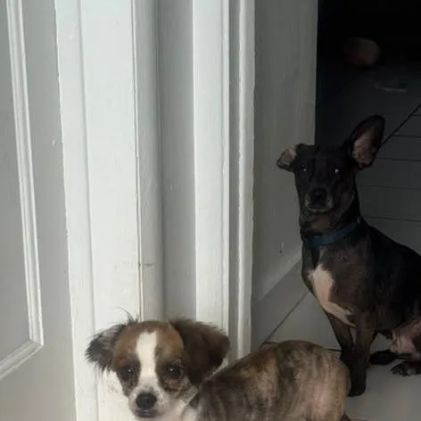 A baby small-sized female Apricot / Beige Chihuahua dog named Amaralina for adoption in Miami, FL