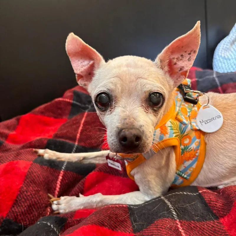 A senior small-sized female Yellow / Tan / Blond / Fawn Chihuahua dog named Macarena for adoption in San Francisco, CA