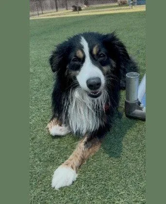 An adult medium-sized male Australian Shepherd dog named Moose CA for adoption in Hillside, IL