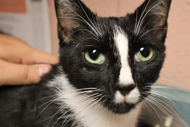 A young medium-sized male Domestic Short Hair cat named Connie for adoption in Columbia, SC