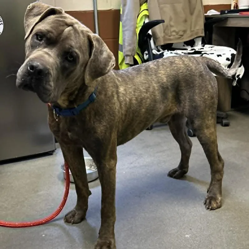 An adult large-sized male Gray / Blue / Silver Mixed Breed dog named Brady for adoption in Hamilton, GA