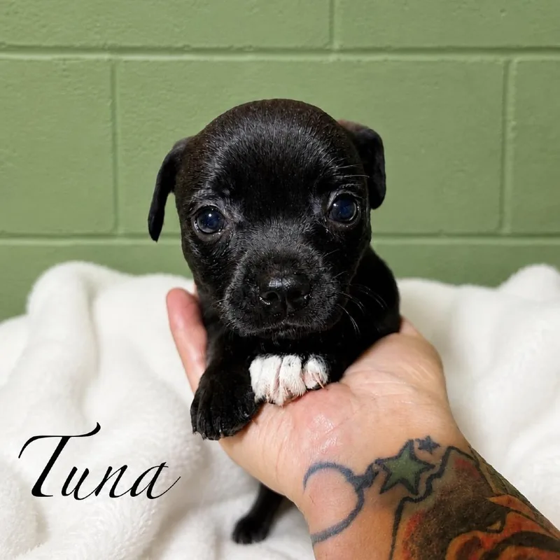 Tuna