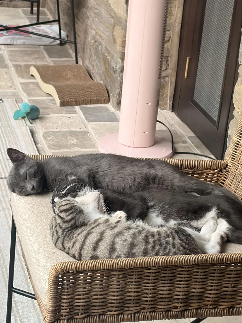 A baby medium-sized male Gray / Blue / Silver Domestic Short Hair cat named Archibald for adoption in Broomall, PA