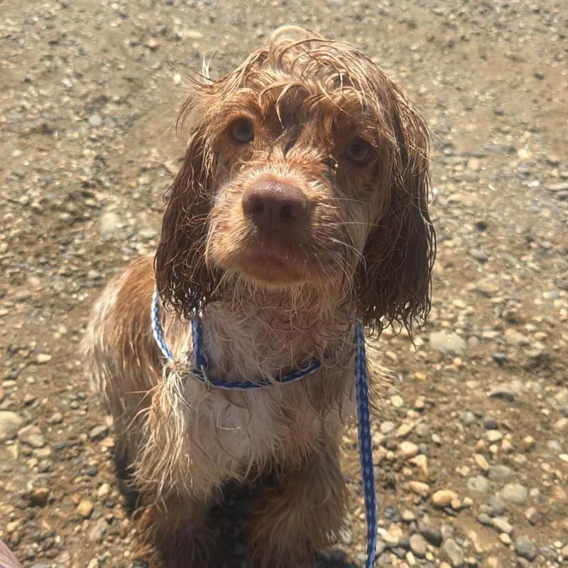 A young small-sized male Golden Cocker Spaniel dog named Copper cocker spaniel for adoption in Chico, CA