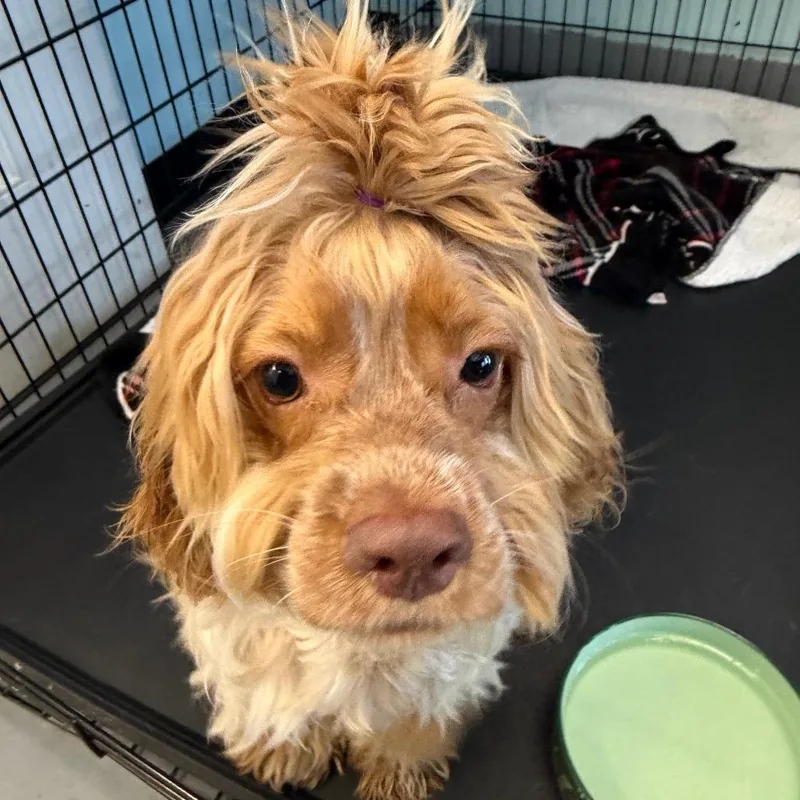 Copper cocker spaniel thumbnail 2