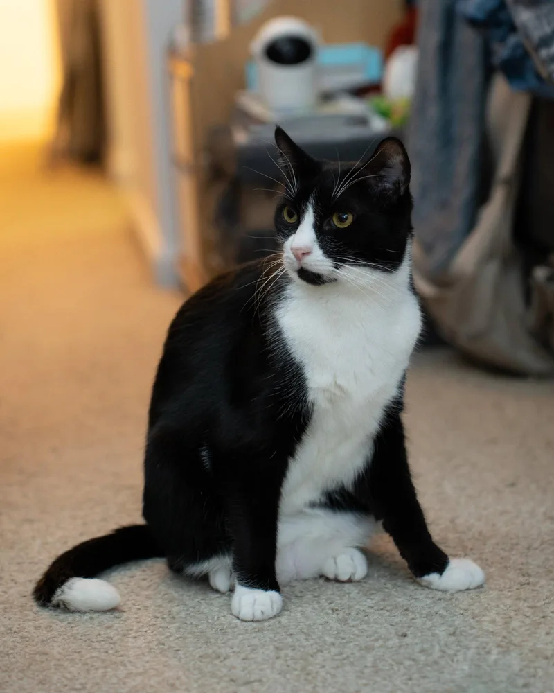 A young medium-sized male Black & White / Tuxedo Domestic Short Hair cat named Muffin for adoption in Brooklyn, NY
