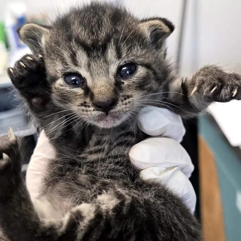 A baby small-sized female Brown / Chocolate Domestic Short Hair cat named Jacklyn for adoption in Clearwater, FL