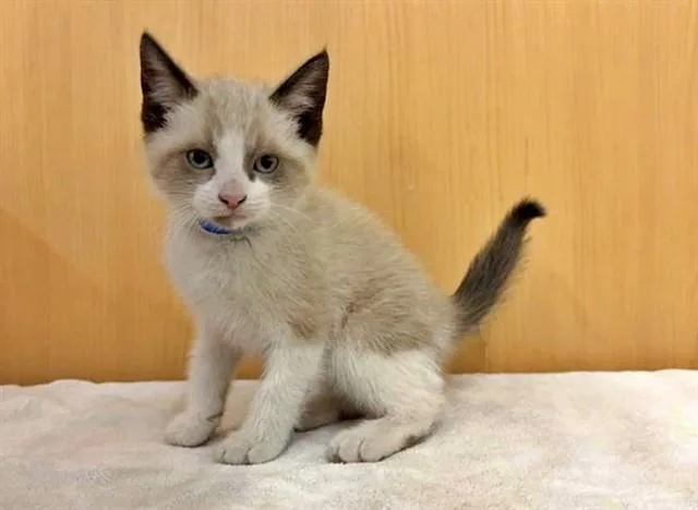 A baby small-sized male Domestic Short Hair cat named Ricky for adoption in Saint Louis, MO