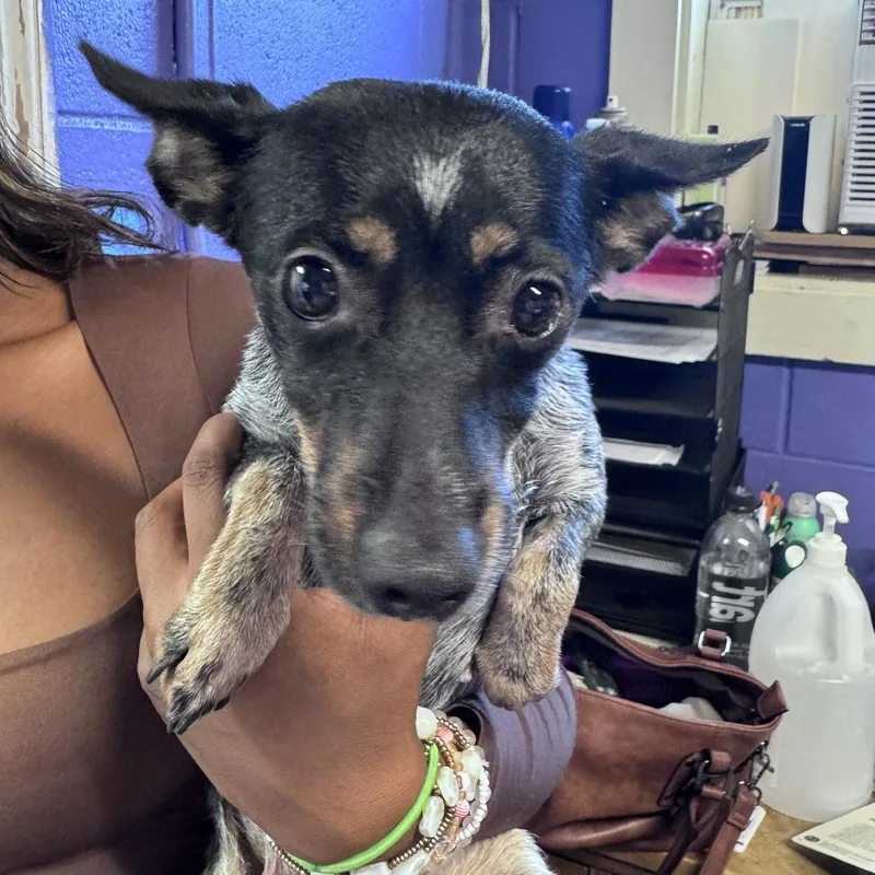 An adult small-sized female Black Rat Terrier dog named Trixie for adoption in Enterprise, AL