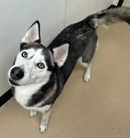 An adult large-sized female Siberian Husky dog named Shakira for adoption in Phoenix, AZ