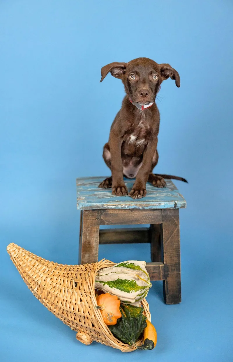 A baby medium-sized female Labrador Retriever dog named 820-26 for adoption in Brighton, CO
