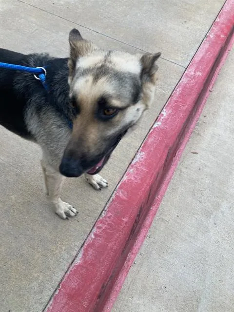 An adult large-sized male Mixed Breed dog named Dilly for adoption in Dallas, TX