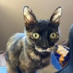 Pistachio thumbnail 3