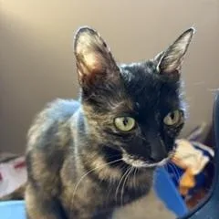 Pistachio thumbnail 5