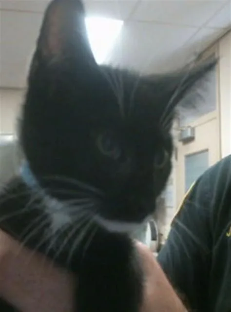 A baby small-sized male Domestic Short Hair cat named Kevin for adoption in Sacramento, CA