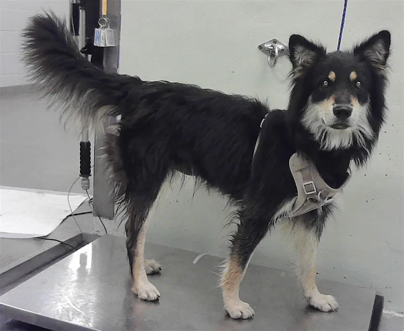 A young large-sized female Australian Shepherd dog named Carol for adoption in Houston, TX