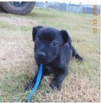 A baby medium-sized female Mixed Breed dog named Zoe for adoption in West Chester, PA
