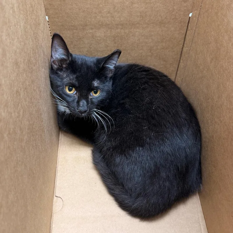 A young small-sized female Domestic Short Hair cat named Gladys for adoption in Indianapolis, IN