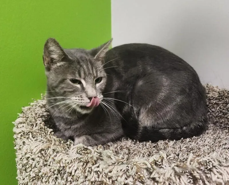 An adult medium-sized female Tabby (Gray / Blue / Silver) Domestic Short Hair cat named Lihua for adoption in Jackson, TN