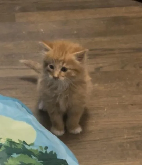 Cantaloupe