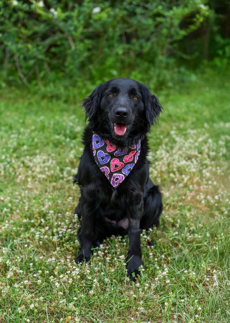 A young medium-sized female Black Mixed Breed dog named Jill for adoption in BONIFAY, FL