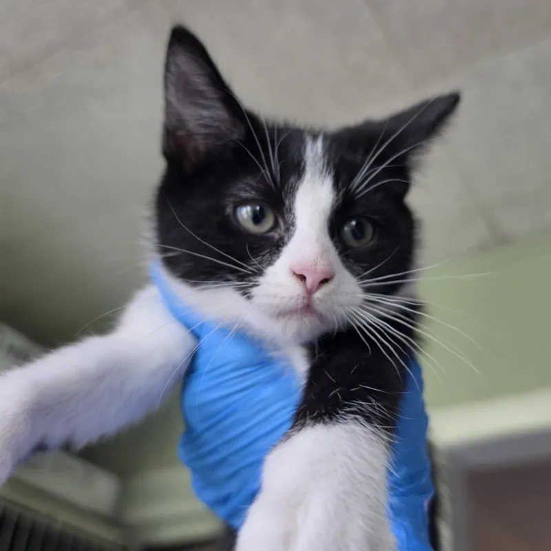 A baby small-sized female Black Domestic Short Hair cat named Moxie for adoption in Troy, IL