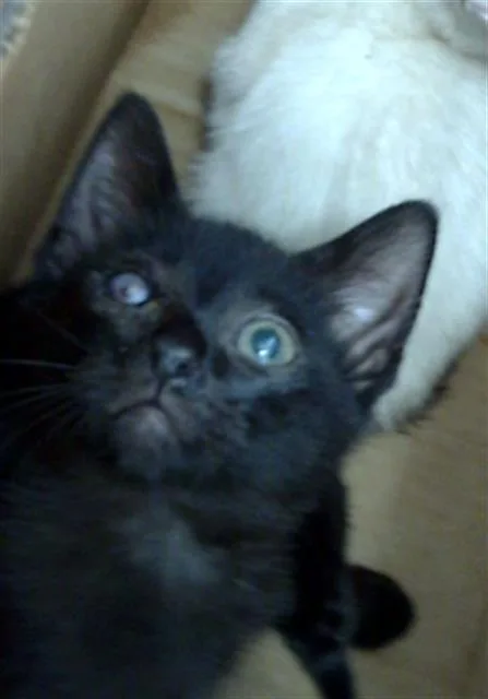 A baby medium-sized male Domestic Short Hair cat named Draco for adoption in Dallas, TX